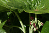 podophyllum pleinantha -1